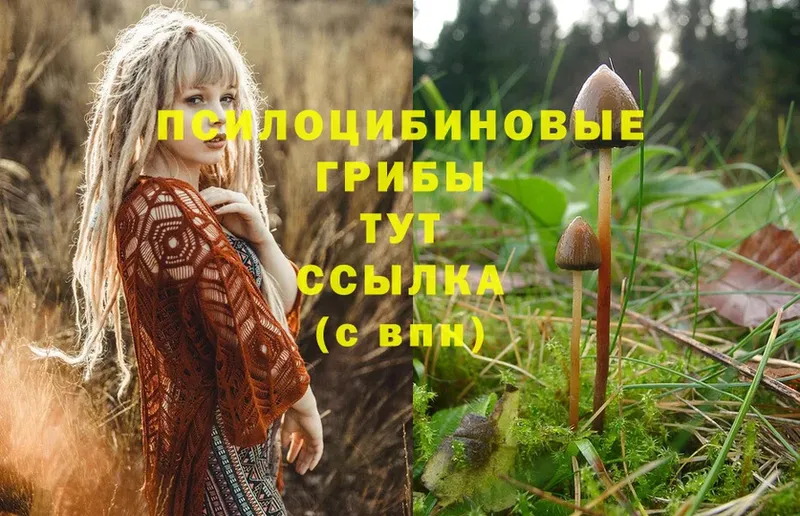 Галлюциногенные грибы Psilocybine cubensis  где купить   Задонск 